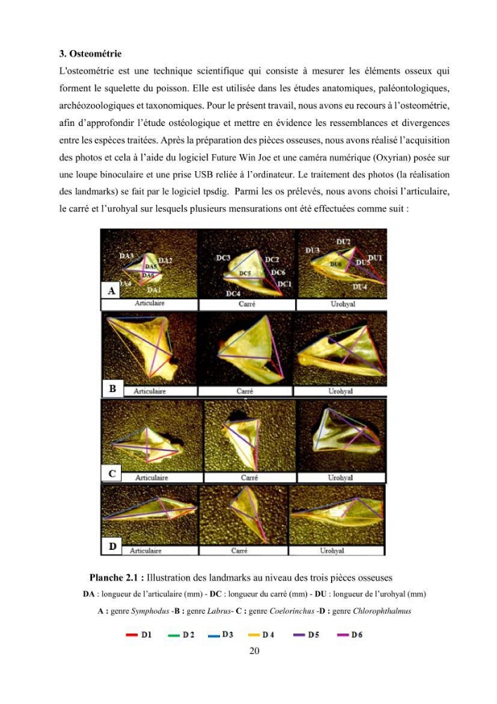 Ostéologie et analyse discriminante : cas des Macrouridae, Chlorophthalmidae, Centrolophidae, et Labridae de la côte algérienne.