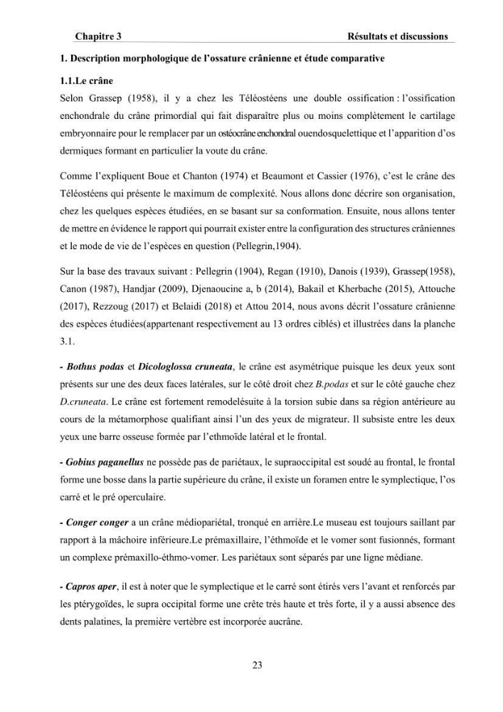 Ostéologie et analyse discriminante : cas des Macrouridae, Chlorophthalmidae, Centrolophidae, et Labridae de la côte algérienne.