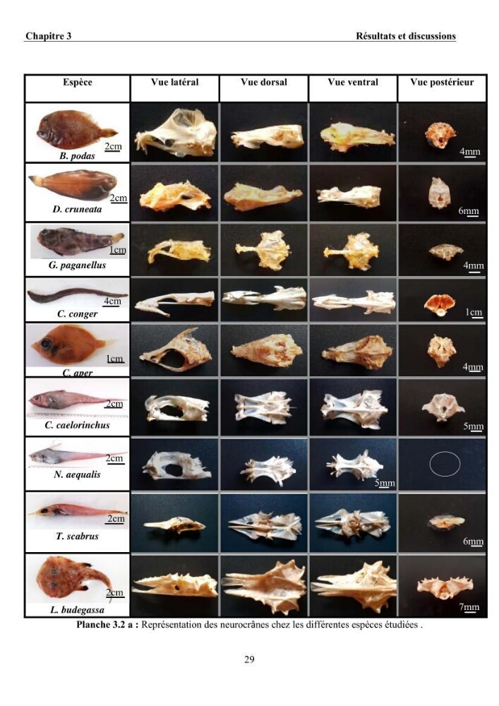 Ostéologie et analyse discriminante : cas des Macrouridae, Chlorophthalmidae, Centrolophidae, et Labridae de la côte algérienne.