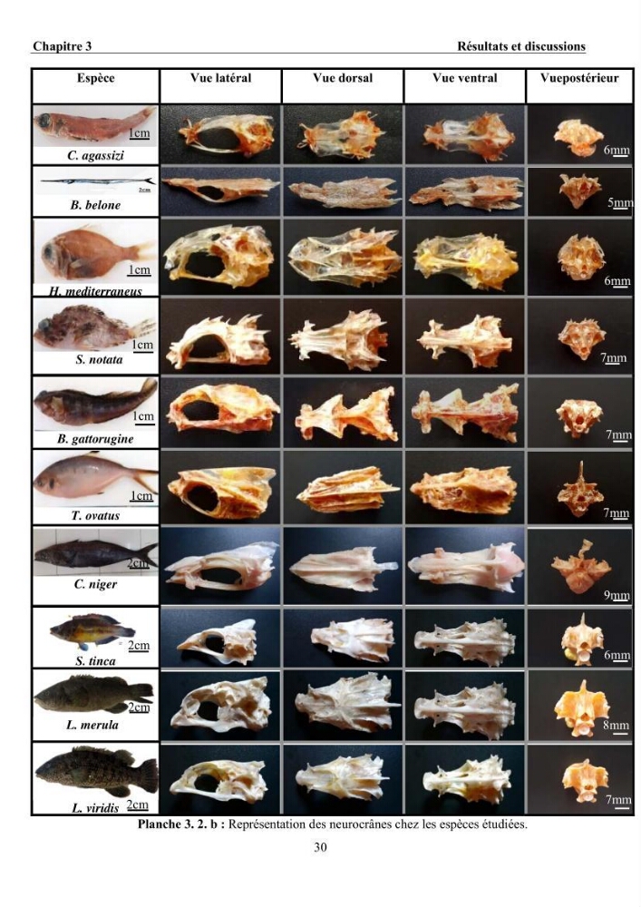Ostéologie et analyse discriminante : cas des Macrouridae, Chlorophthalmidae, Centrolophidae, et Labridae de la côte algérienne.