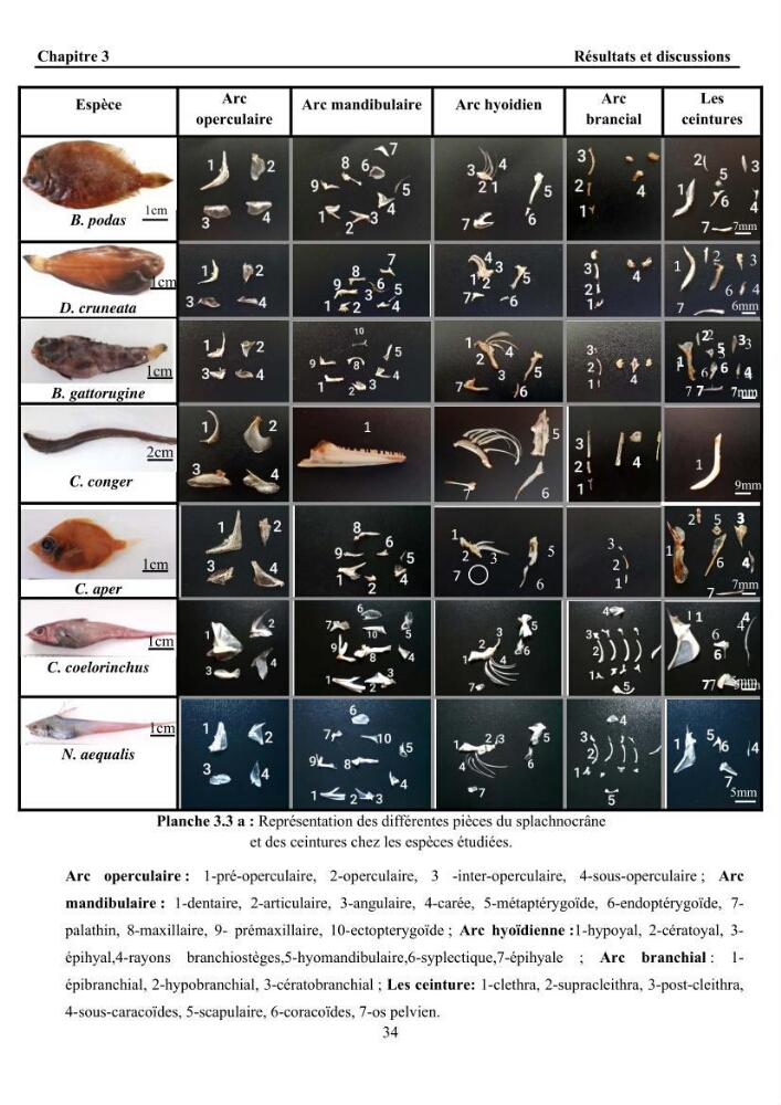 Ostéologie et analyse discriminante : cas des Macrouridae, Chlorophthalmidae, Centrolophidae, et Labridae de la côte algérienne.