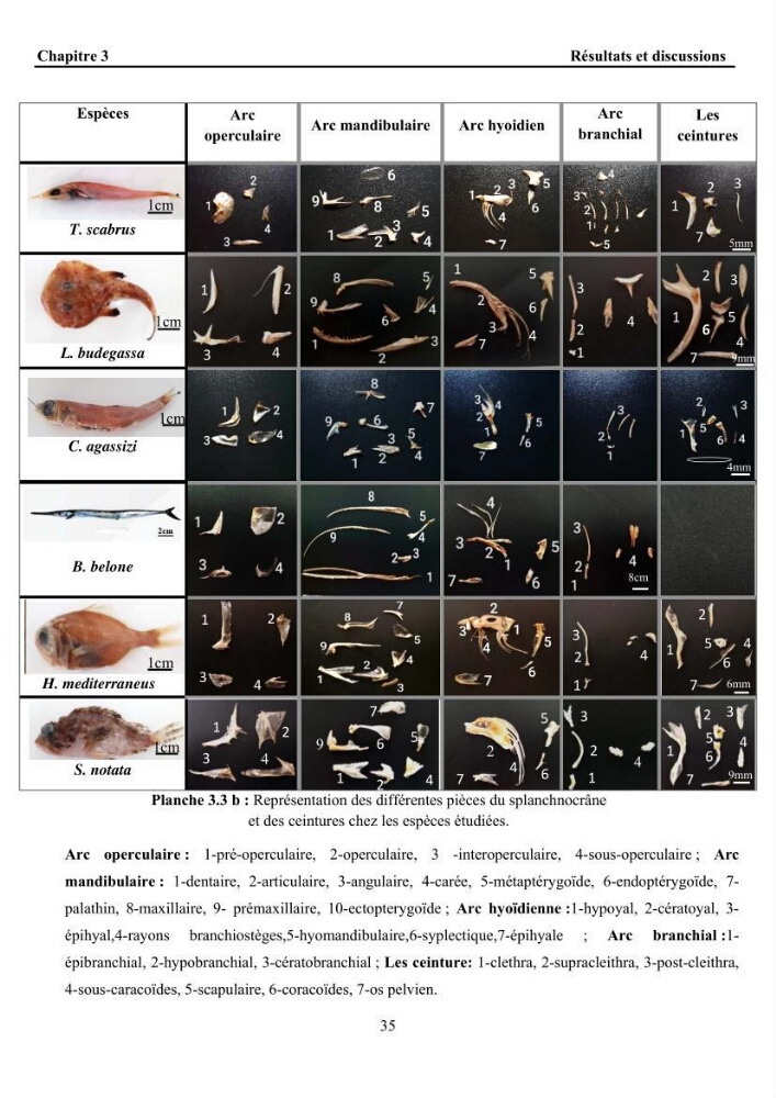 Ostéologie et analyse discriminante : cas des Macrouridae, Chlorophthalmidae, Centrolophidae, et Labridae de la côte algérienne.