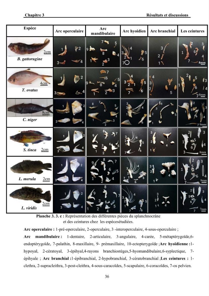 Ostéologie et analyse discriminante : cas des Macrouridae, Chlorophthalmidae, Centrolophidae, et Labridae de la côte algérienne.