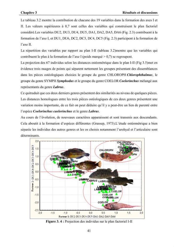 Ostéologie et analyse discriminante : cas des Macrouridae, Chlorophthalmidae, Centrolophidae, et Labridae de la côte algérienne.