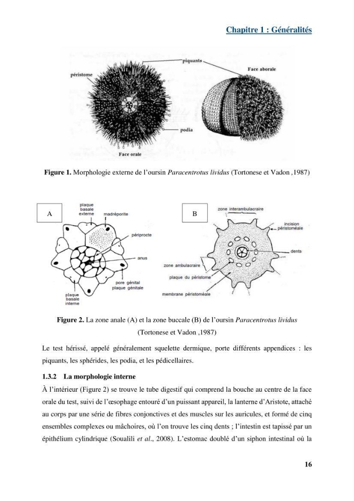 Dynamique,biologie et écologie de l\'oursin comestible Paracentrotus lividus (Lamarc,1816) de la côte algéroise