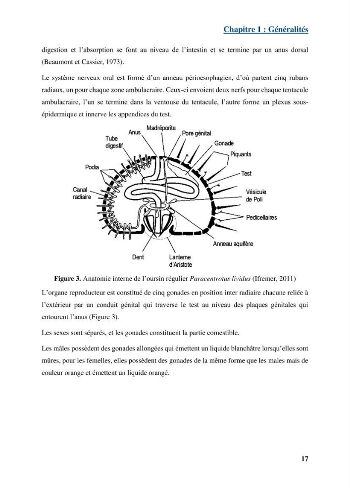 Dynamique,biologie et écologie de l\'oursin comestible Paracentrotus lividus (Lamarc,1816) de la côte algéroise