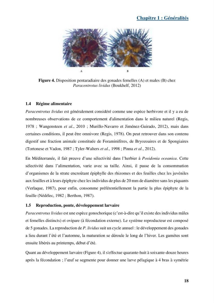 Dynamique,biologie et écologie de l\'oursin comestible Paracentrotus lividus (Lamarc,1816) de la côte algéroise