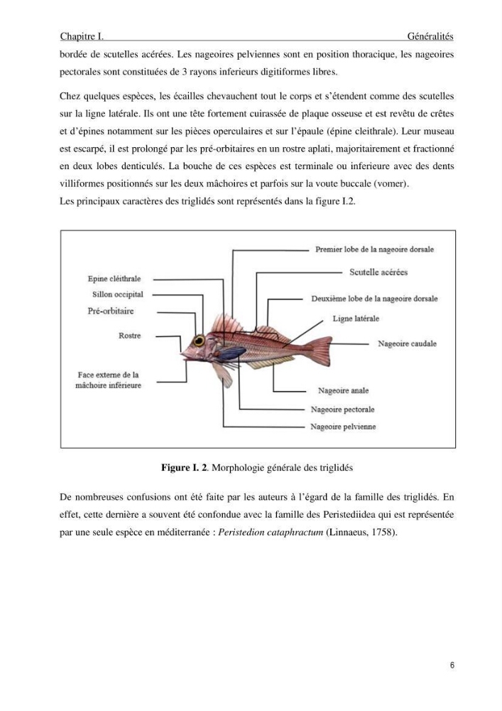 Contribution à l\'étude de la croissance et de l\'exploitation du genre Chelidonichthys ( Actinopteri, Triglidae) dans la côte Algérienne: