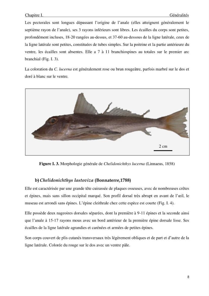 Contribution à l\'étude de la croissance et de l\'exploitation du genre Chelidonichthys ( Actinopteri, Triglidae) dans la côte Algérienne: