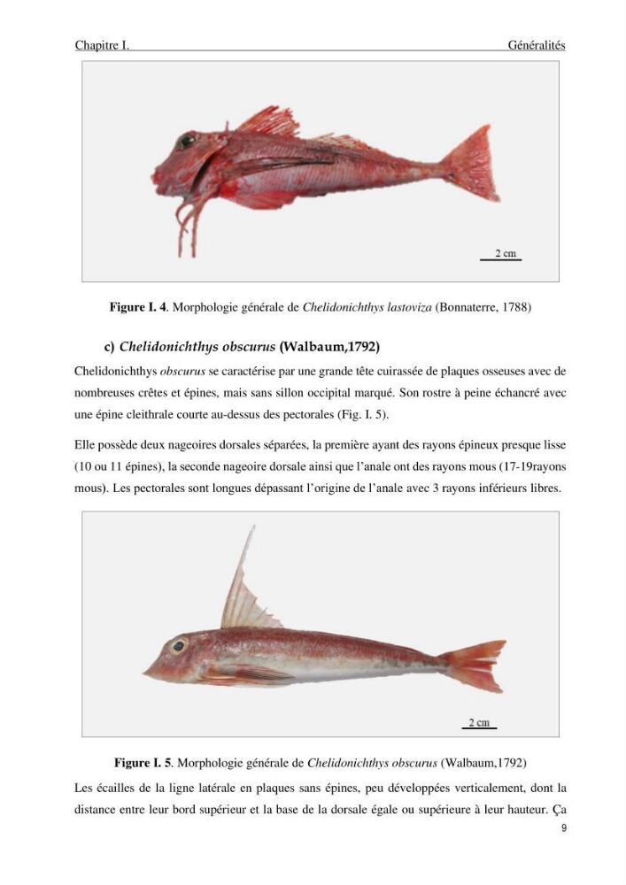Contribution à l\'étude de la croissance et de l\'exploitation du genre Chelidonichthys ( Actinopteri, Triglidae) dans la côte Algérienne: