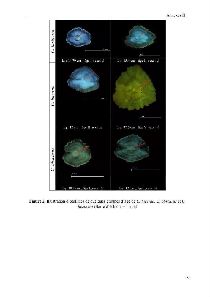 Contribution à l\'étude de la croissance et de l\'exploitation du genre Chelidonichthys ( Actinopteri, Triglidae) dans la côte Algérienne: