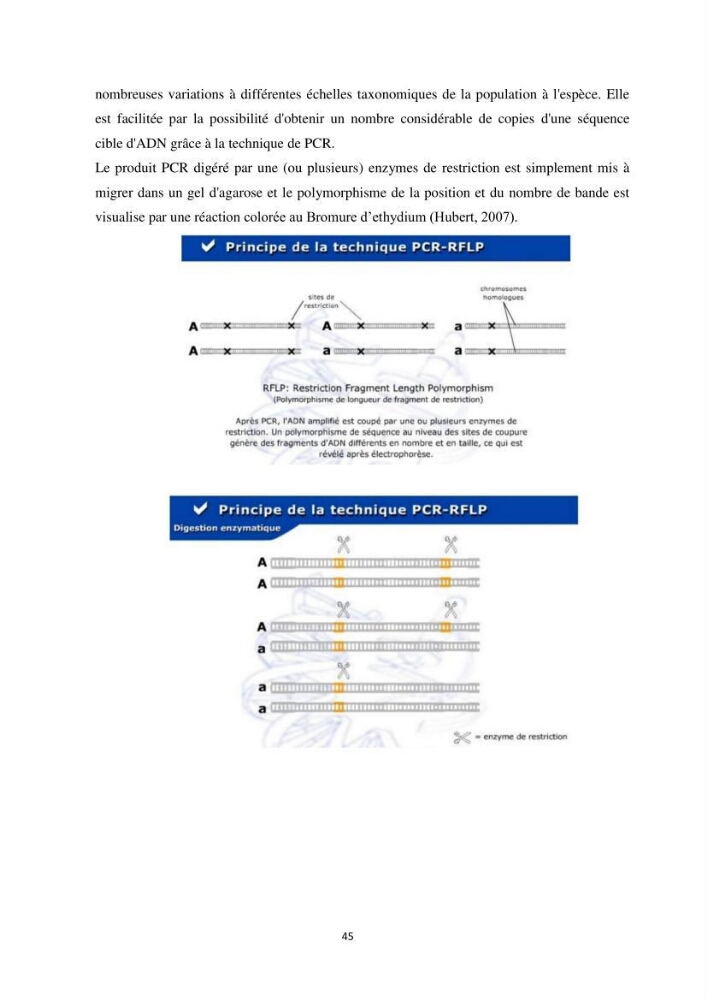 Contribution a la caractérisation systématique et morphologique des poissons :