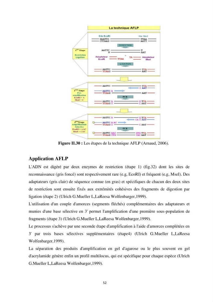 Contribution a la caractérisation systématique et morphologique des poissons :