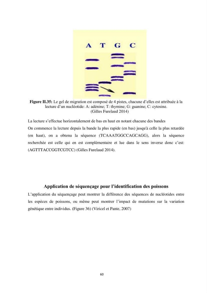 Contribution a la caractérisation systématique et morphologique des poissons :
