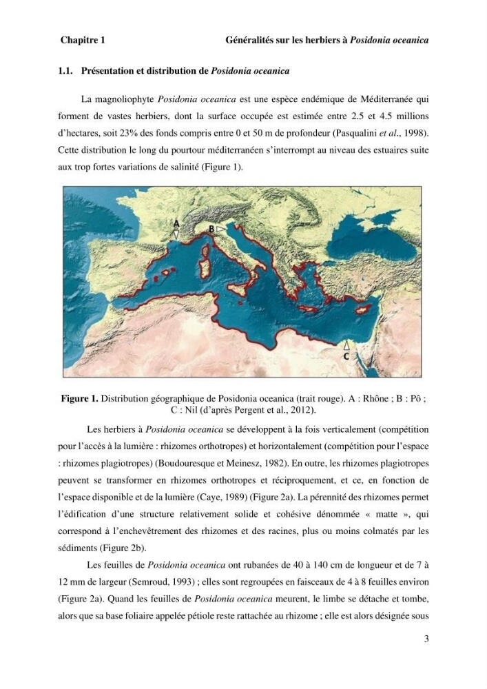 Surveillance de la limite supérieure de l\'herbier à Posidonia océanica du front de mer de la ville de Bou Ismail