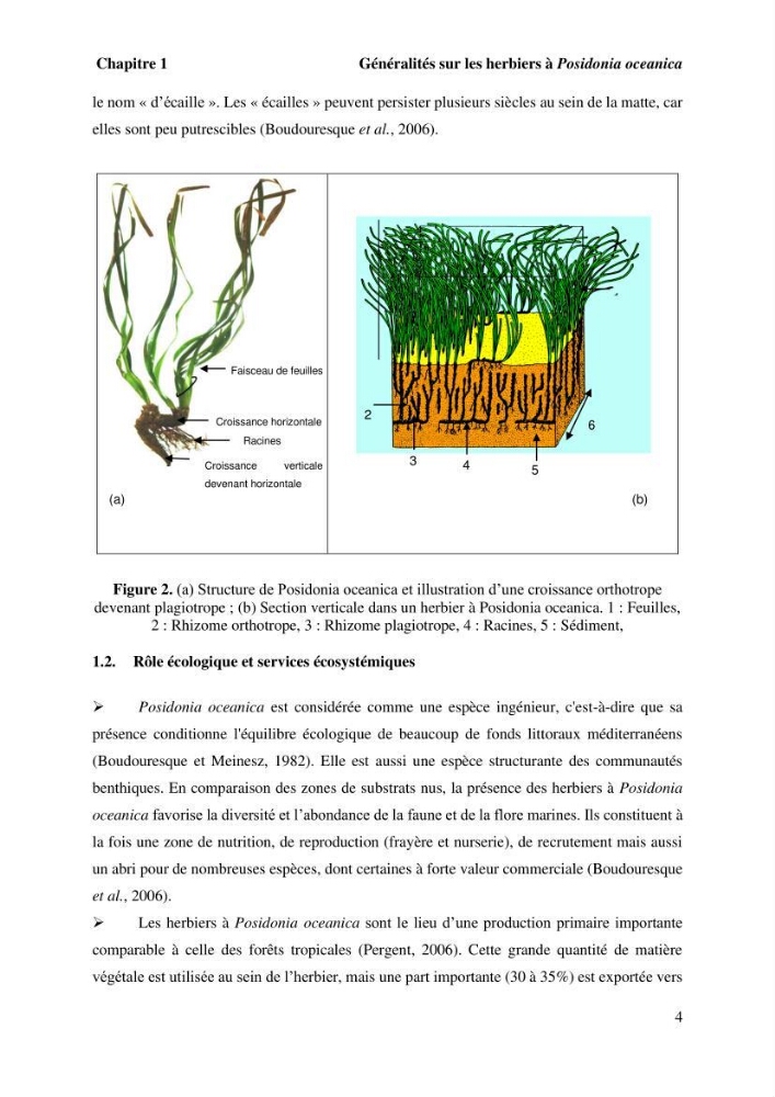 Surveillance de la limite supérieure de l\'herbier à Posidonia océanica du front de mer de la ville de Bou Ismail