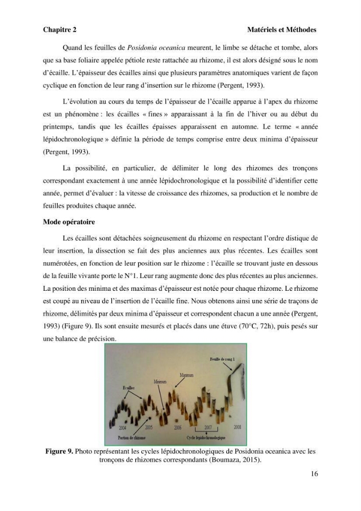 Surveillance de la limite supérieure de l\'herbier à Posidonia océanica du front de mer de la ville de Bou Ismail