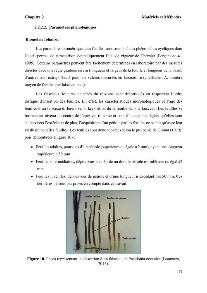Surveillance de la limite supérieure de l\'herbier à Posidonia océanica du front de mer de la ville de Bou Ismail