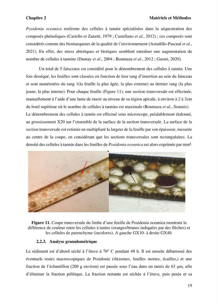 Surveillance de la limite supérieure de l\'herbier à Posidonia océanica du front de mer de la ville de Bou Ismail