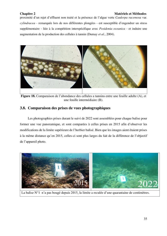 Surveillance de la limite supérieure de l\'herbier à Posidonia océanica du front de mer de la ville de Bou Ismail