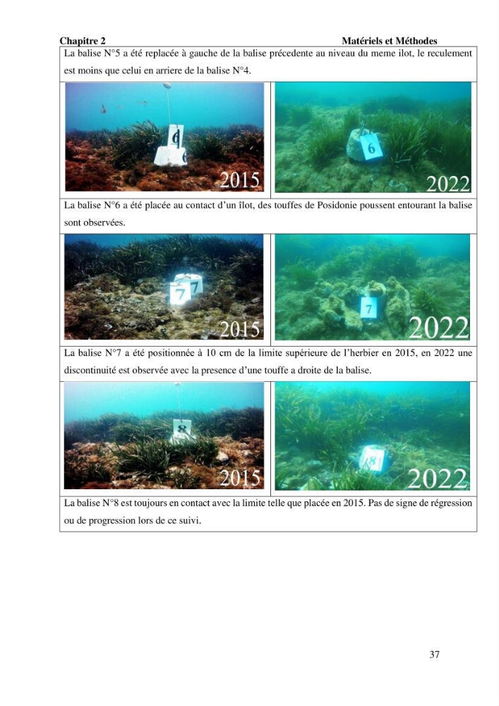 Surveillance de la limite supérieure de l\'herbier à Posidonia océanica du front de mer de la ville de Bou Ismail