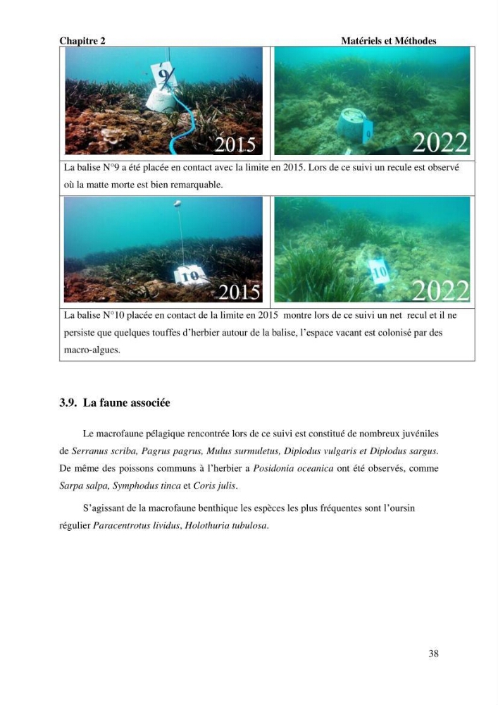 Surveillance de la limite supérieure de l\'herbier à Posidonia océanica du front de mer de la ville de Bou Ismail