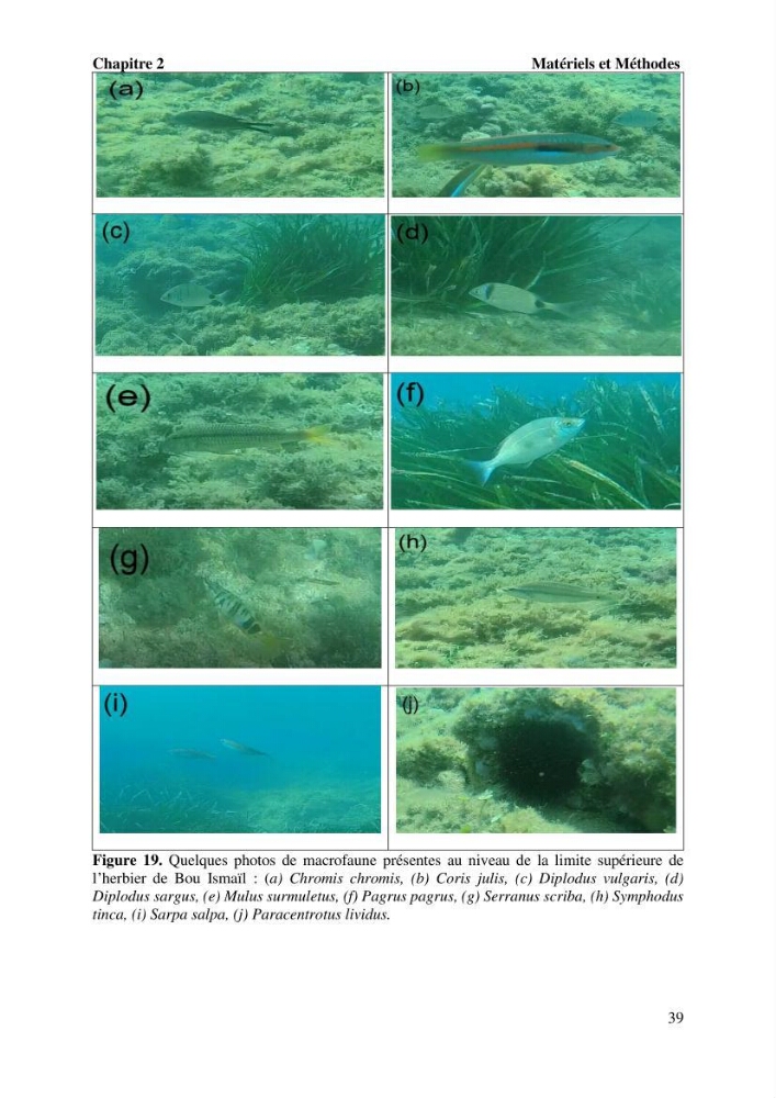 Surveillance de la limite supérieure de l\'herbier à Posidonia océanica du front de mer de la ville de Bou Ismail