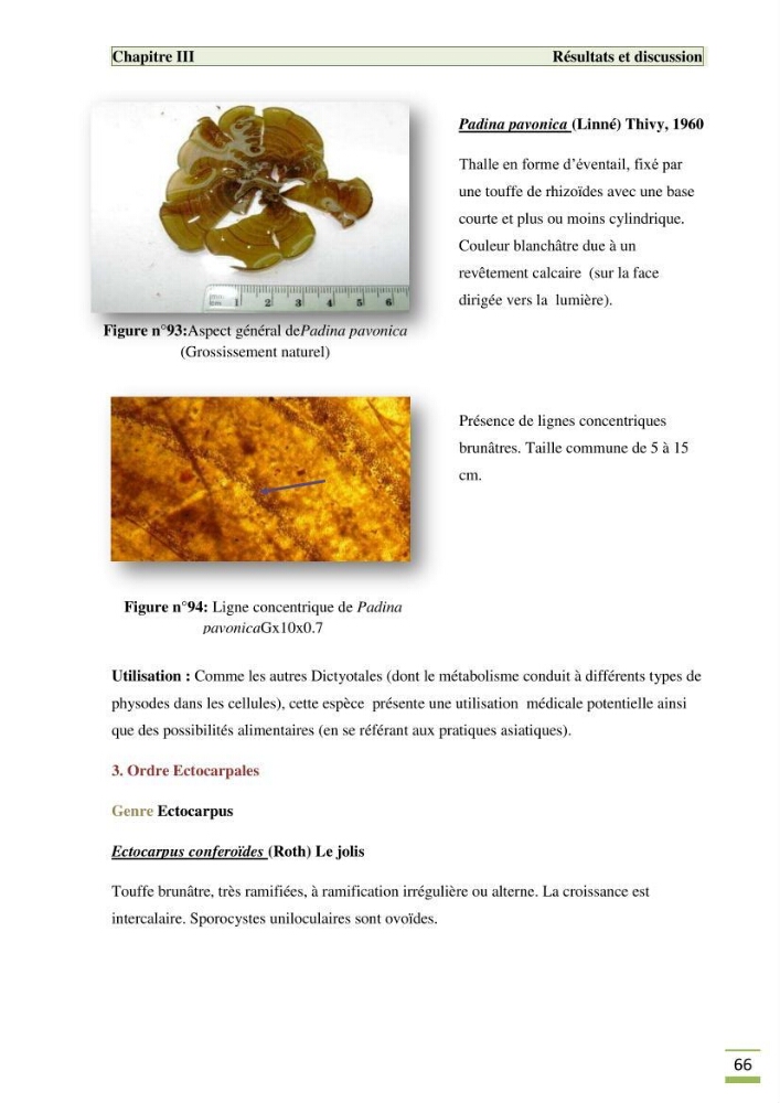 Etude de la flore algale de la région ouest d\' Alger