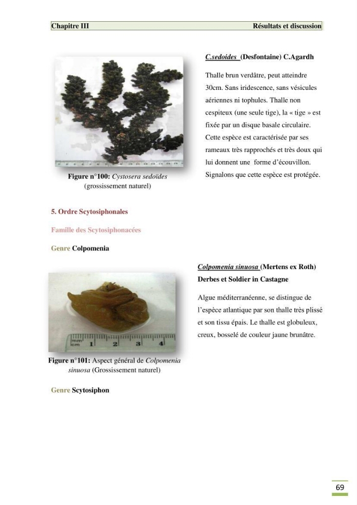 Etude de la flore algale de la région ouest d\' Alger