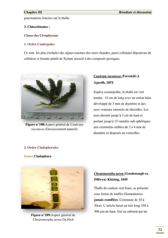 Etude de la flore algale de la région ouest d\' Alger