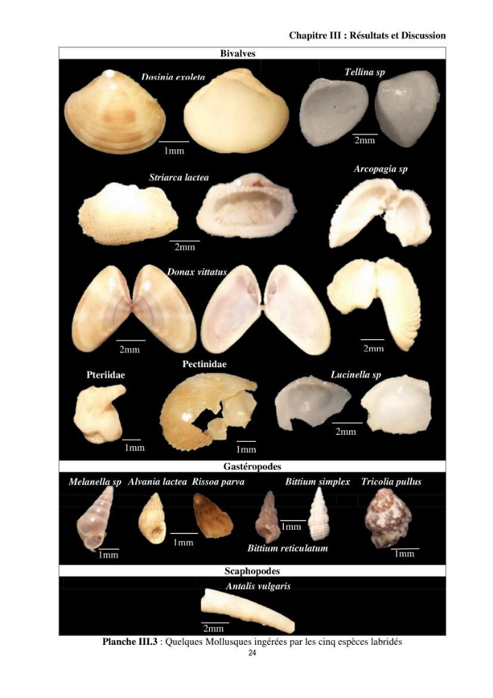 Contribution à l’étude comparative des stratégies alimentaires de cinq espèces de Labridae (Téléostéens, Perciformes) du bassin algérien.