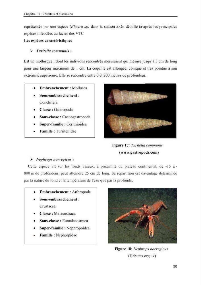 Etude biosédimentologique de la partie marine du parc d\'El-Kala
