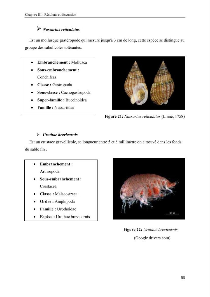 Etude biosédimentologique de la partie marine du parc d\'El-Kala