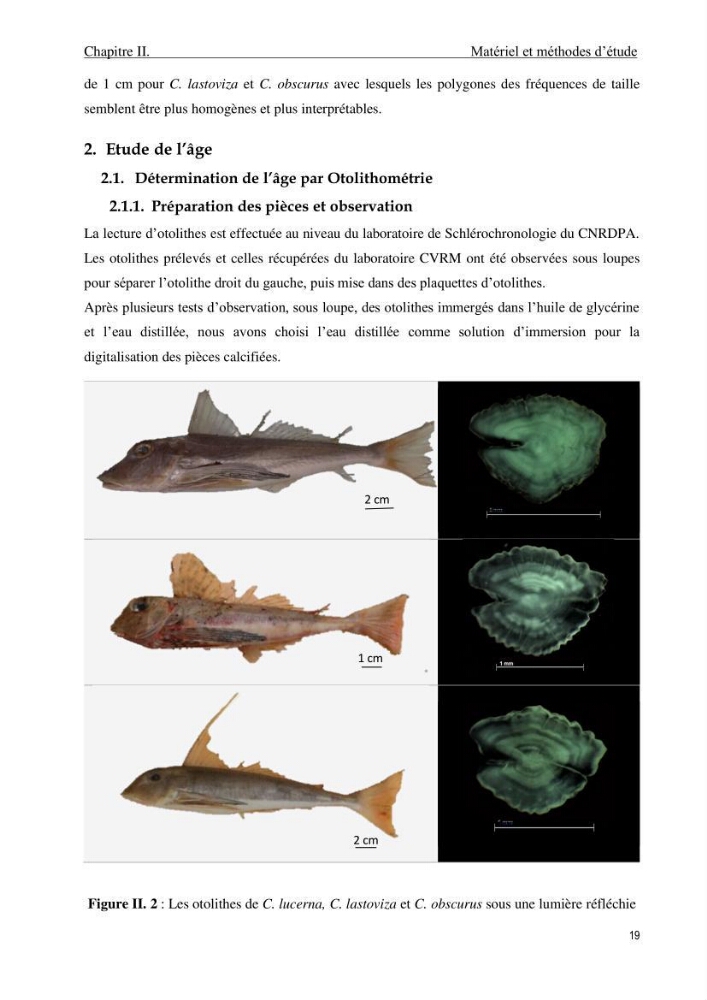 Contribution à l\'étude de la croissance et de l\'exploitation du genre Chelidonichthys ( Actinopteri, Triglidae) dans la côte Algérienne: