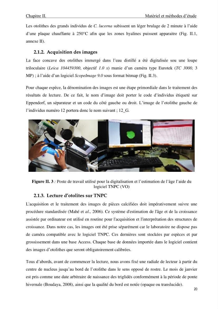 Contribution à l\'étude de la croissance et de l\'exploitation du genre Chelidonichthys ( Actinopteri, Triglidae) dans la côte Algérienne: