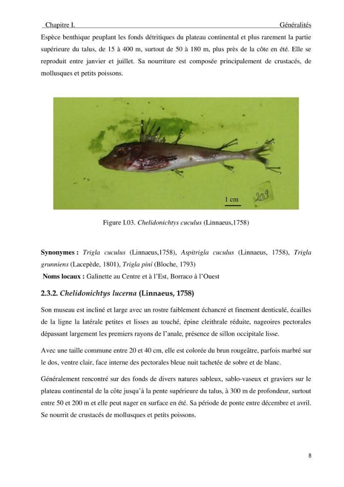Description des variations morpho-géométrique entre les espèces et les populations des Triglidae (Actinopterygii, Scorpaeniformes) dans le bassin algérien