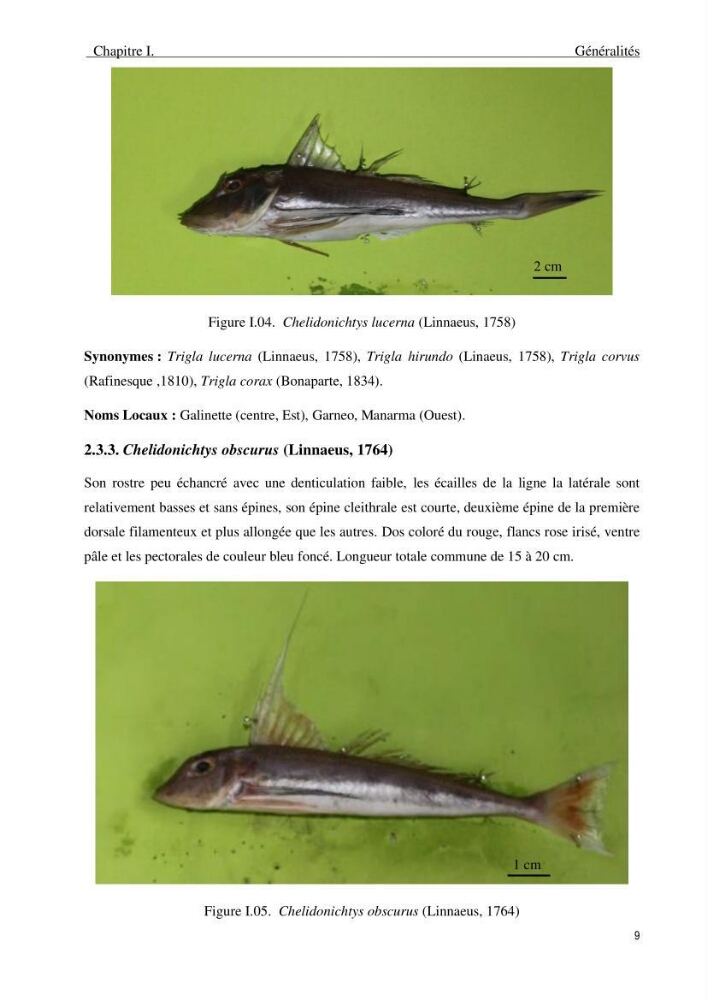 Description des variations morpho-géométrique entre les espèces et les populations des Triglidae (Actinopterygii, Scorpaeniformes) dans le bassin algérien