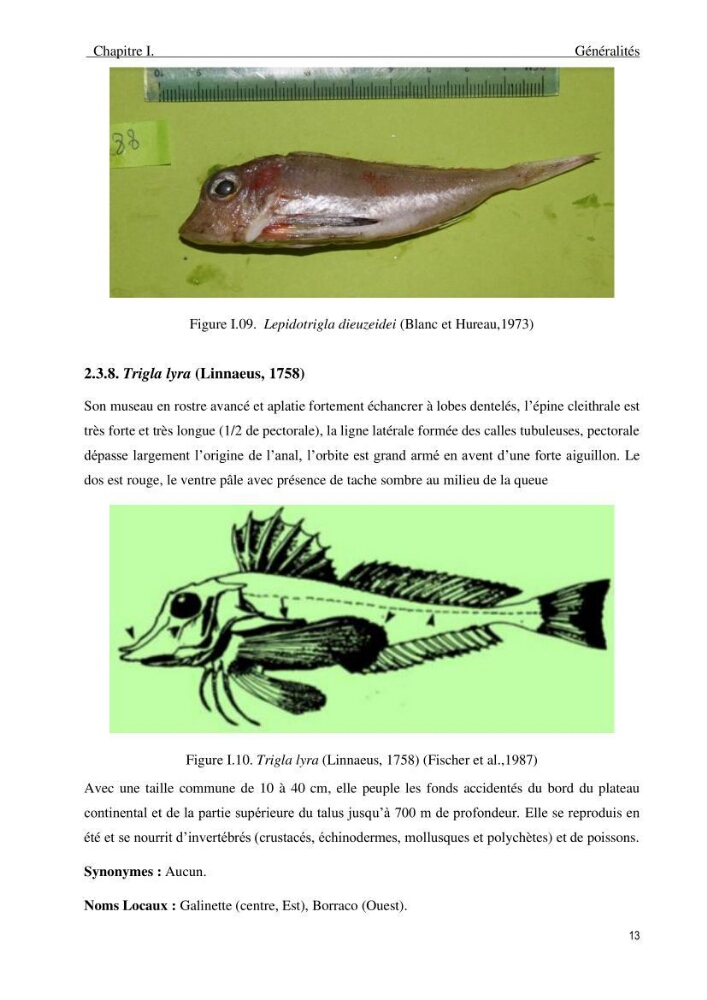 Description des variations morpho-géométrique entre les espèces et les populations des Triglidae (Actinopterygii, Scorpaeniformes) dans le bassin algérien