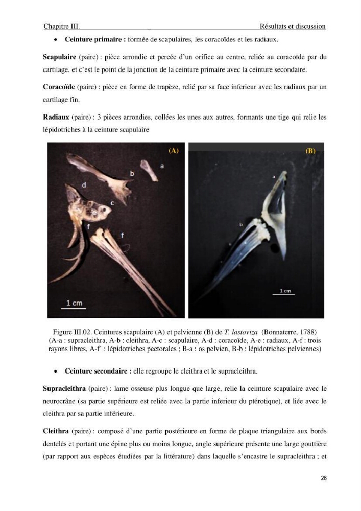 Description des variations morpho-géométrique entre les espèces et les populations des Triglidae (Actinopterygii, Scorpaeniformes) dans le bassin algérien