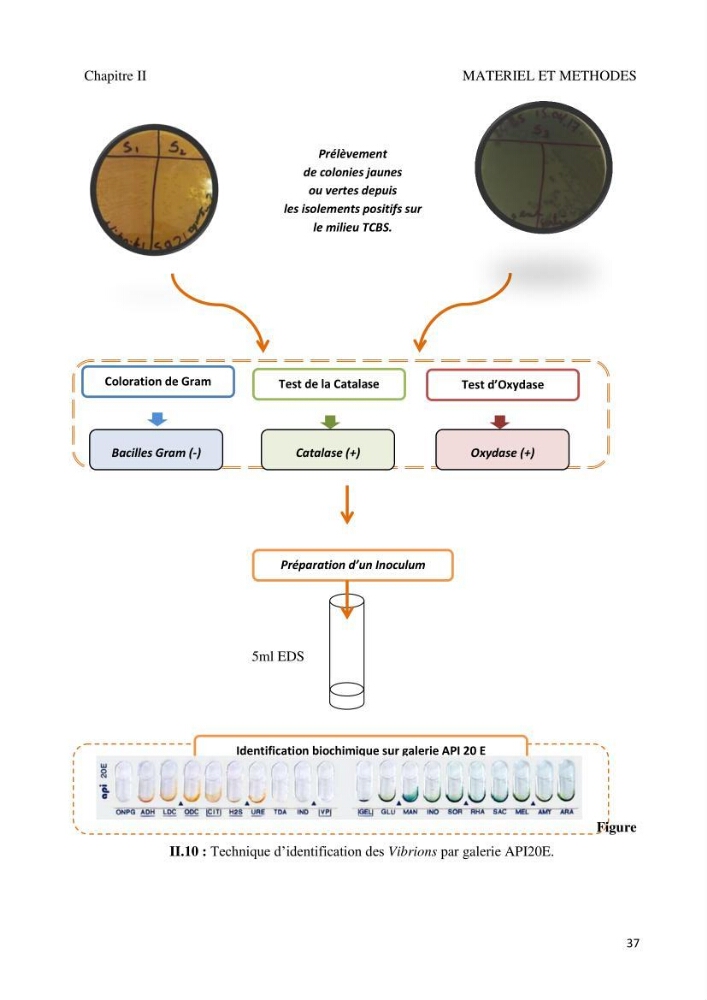 Suivi de la qualité microbiologique et physicochimique des eaux de baignade.