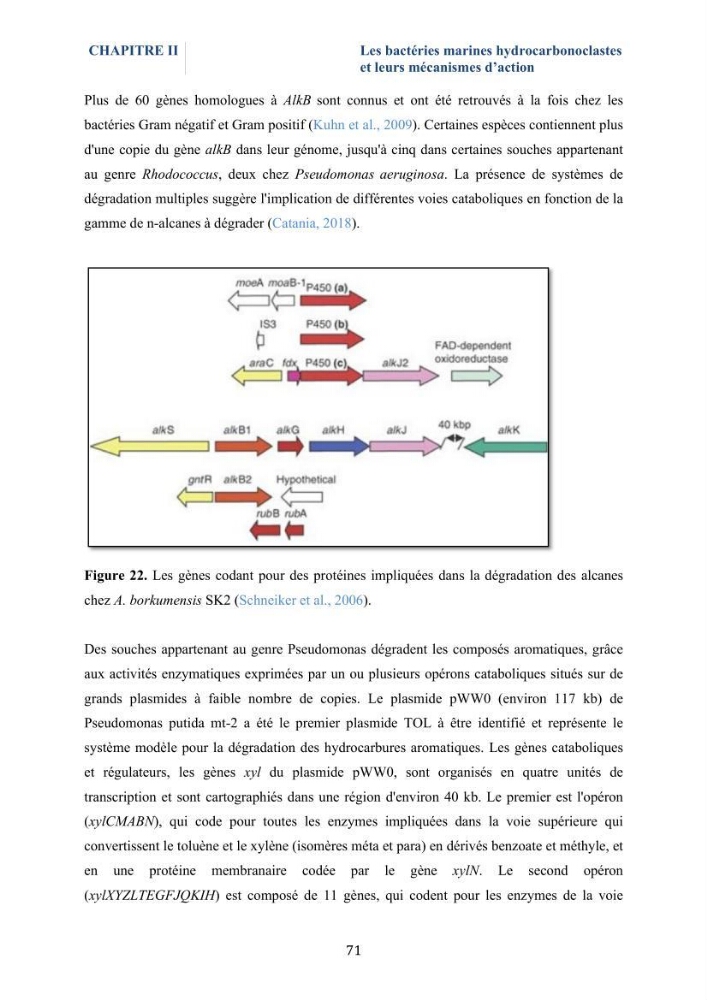 Isolement et caractérisation des bactéries marines dégradant les différentes fractions du pétrole