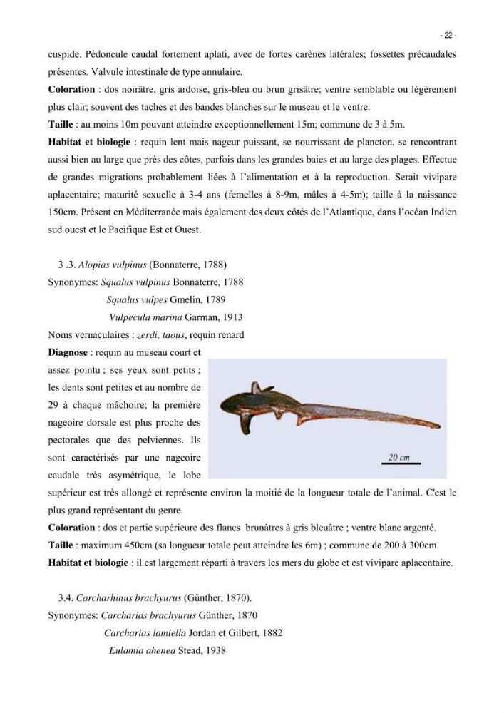 Les Sélaciens de la côte algérienne, biosystématique des requins et les raies