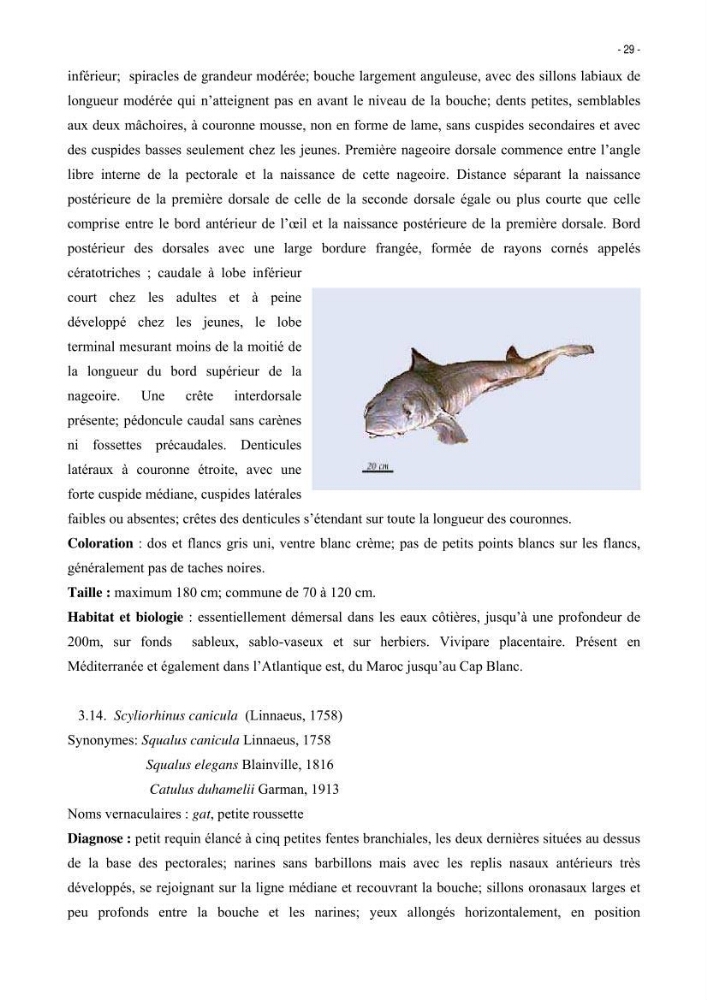 Les Sélaciens de la côte algérienne, biosystématique des requins et les raies