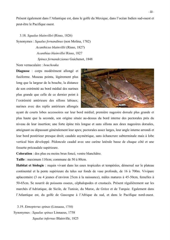 Les Sélaciens de la côte algérienne, biosystématique des requins et les raies