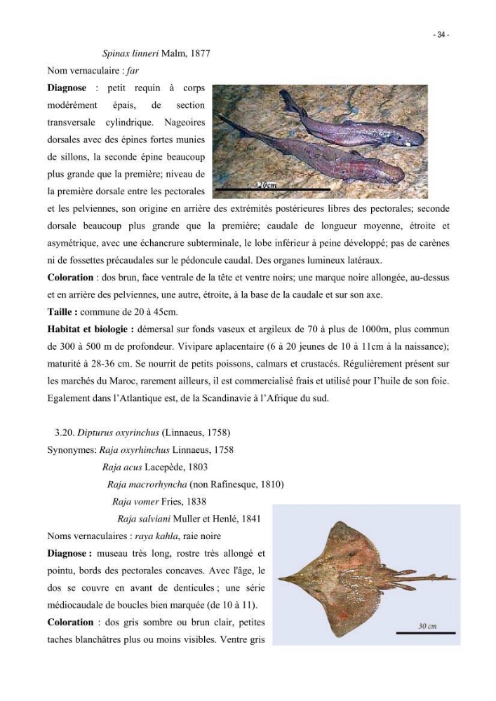Les Sélaciens de la côte algérienne, biosystématique des requins et les raies