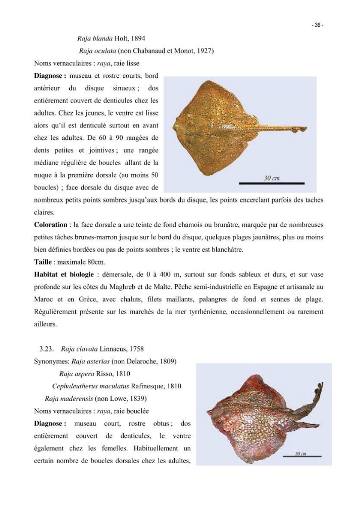 Les Sélaciens de la côte algérienne, biosystématique des requins et les raies