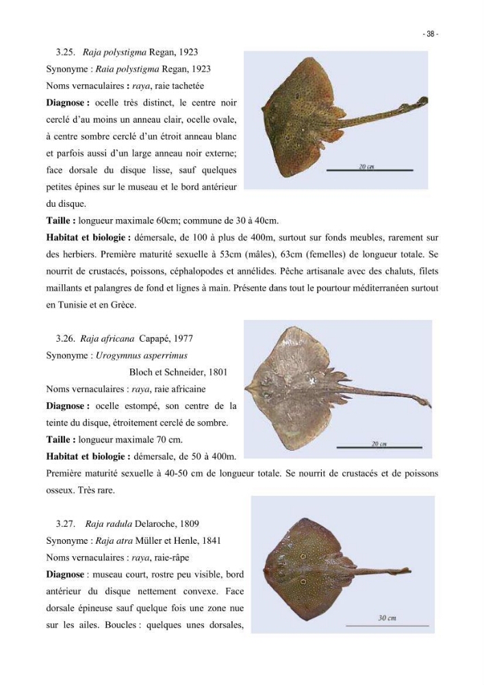 Les Sélaciens de la côte algérienne, biosystématique des requins et les raies
