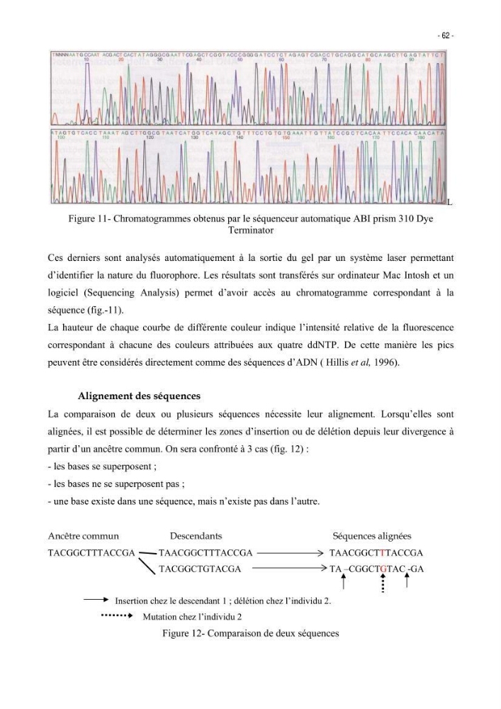 Les Sélaciens de la côte algérienne, biosystématique des requins et les raies