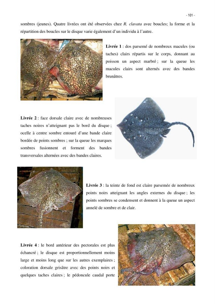 Les Sélaciens de la côte algérienne, biosystématique des requins et les raies