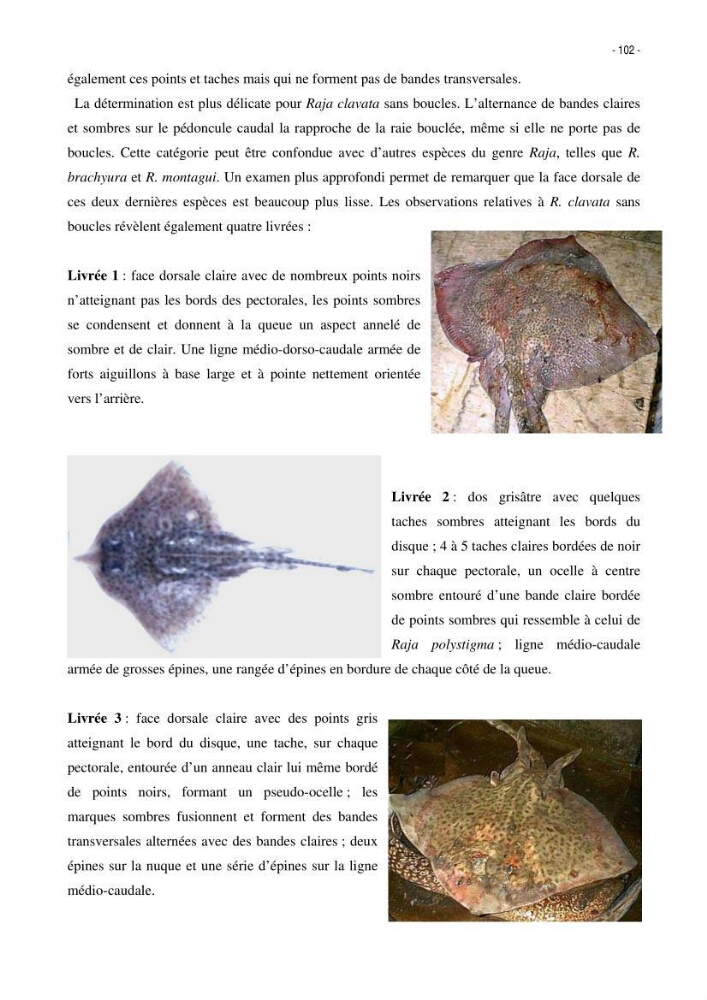 Les Sélaciens de la côte algérienne, biosystématique des requins et les raies